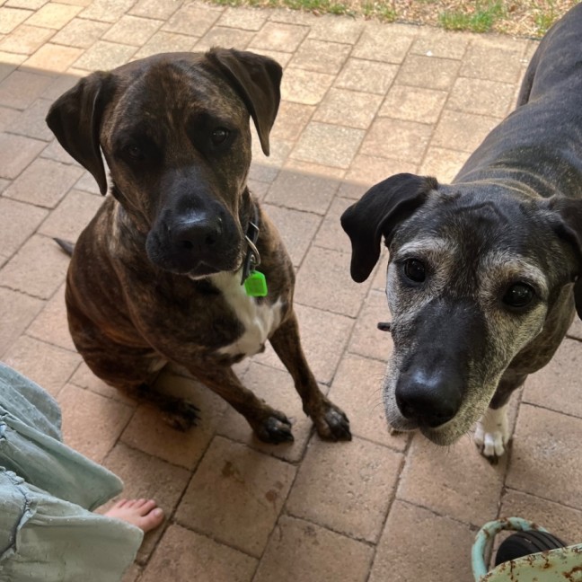 Photo of Luca And Tinka 