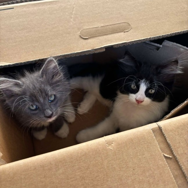 Photo of Savannah And Smokey