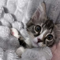 Photo of Apple *9 Lives Project Rescue*