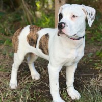 Photo of Hooch