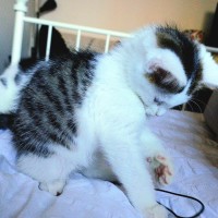 Photo of Frankie