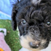 Photo of Harry Potter