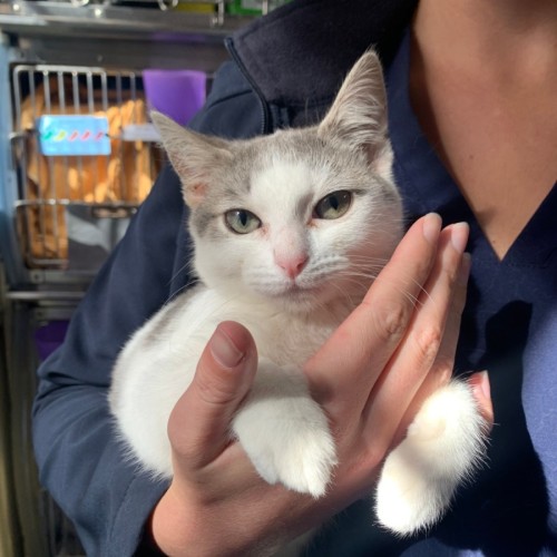 Birdie - Domestic Short Hair (DSH) Cat