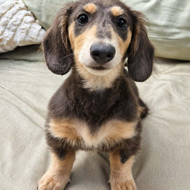 Photo of Cooper