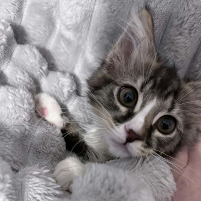 Photo of Apple *9 Lives Project Rescue*
