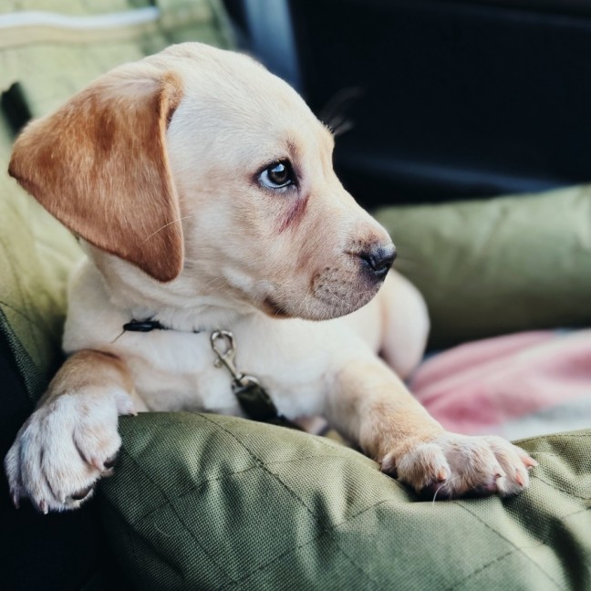 Photo of Goldie