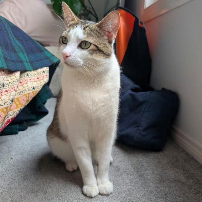 Photo of Pippin 