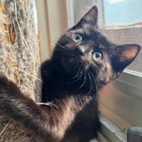 Photo of 🐈‍⬛ Hunter 🐟