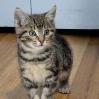 Photo of Motley ^^Dandy Cat Rescue^^