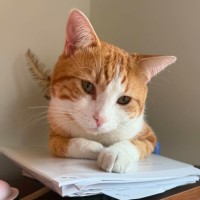 Photo of Toby