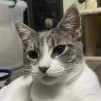 Photo of Ash 