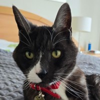 Photo of Leo ^^Dandy Cat Rescue^^
