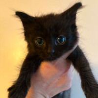 Photo of 🐈‍⬛ Hunter 🐟