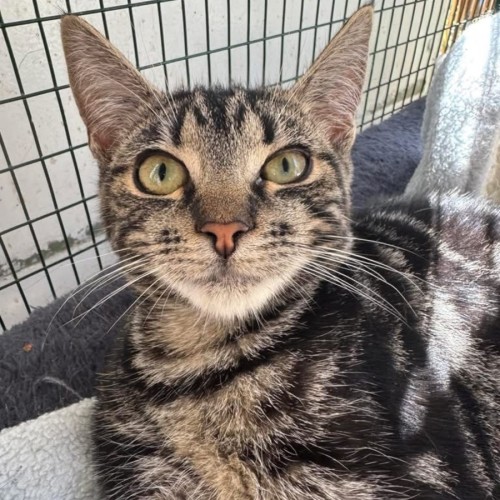 Stella - Domestic Short Hair (DSH) Cat