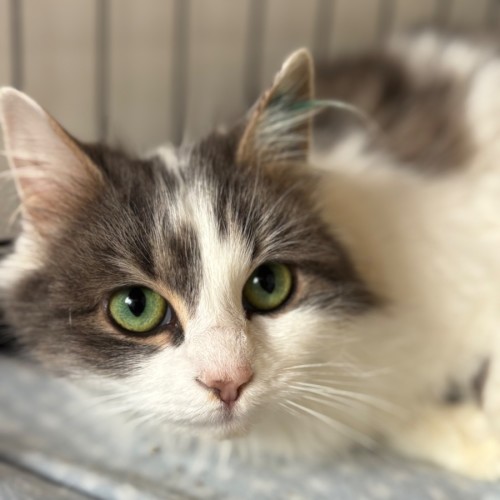Shanelle - Domestic Long Hair (DLH) Cat