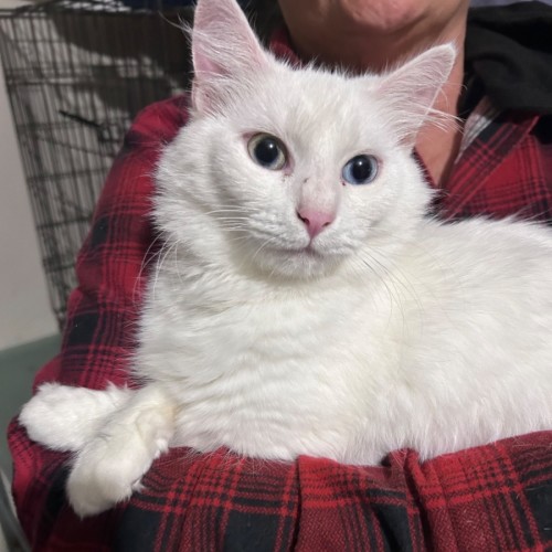 Angel - Domestic Medium Hair (DMH) x Turkish Angora Cat