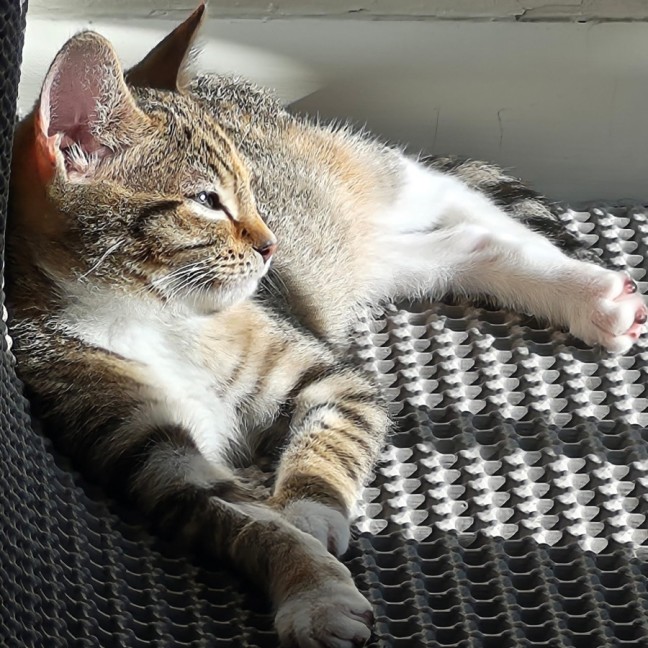 Photo of Rommy