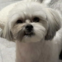 Photo of Tin Tin