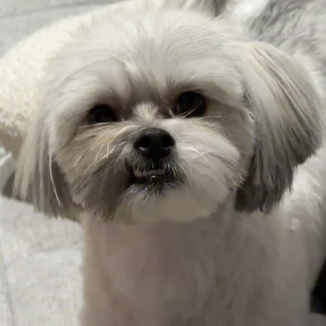Photo of Tin Tin