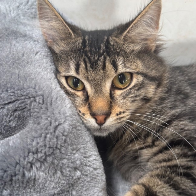Photo of Piper