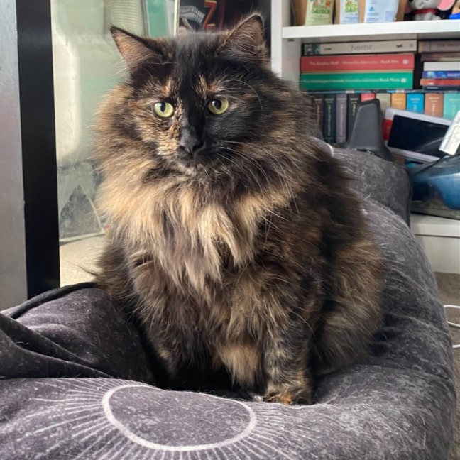 Photo of Tina **2nd Chance Cat Rescue**