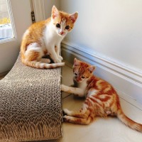 Photo of Peaches & Tiger