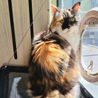 Photo of C1402 Letty