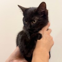 Photo of Midnight 🖤