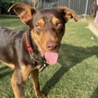 Photo of Rowdy