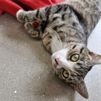 Photo of C1404 Penny