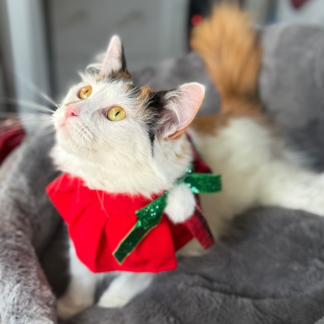 Photo of Miss Lizzie