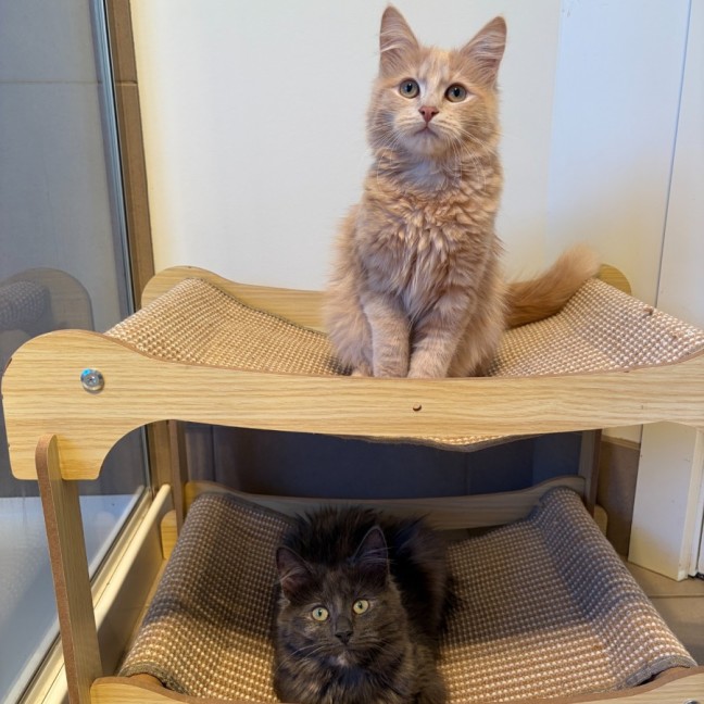 Photo of Hank & Mouse
