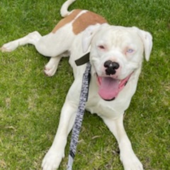 Photo of Zeus Beautiful Cuddly Boy