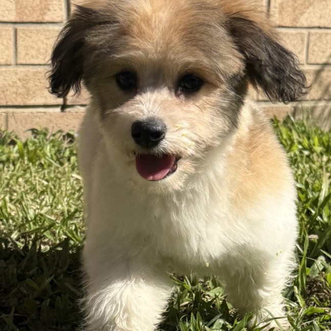 Photo of Wilbur
