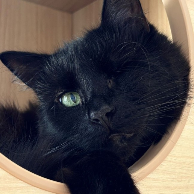 Photo of Panther