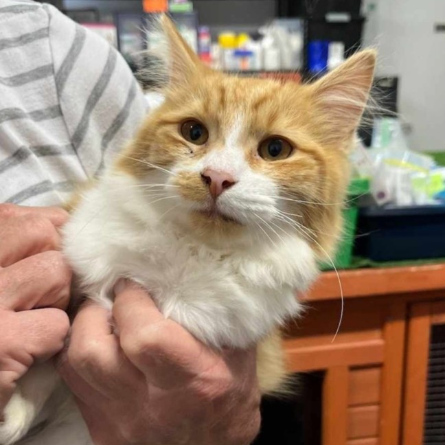 Photo of Reece's Pieces