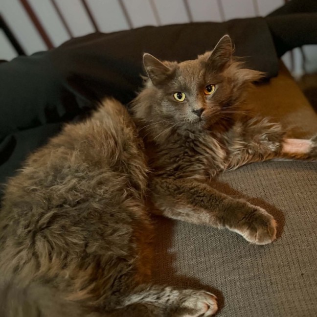 Photo of Dennis