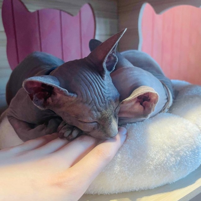 Photo of Luna And Lylah