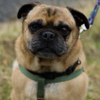 Photo of Chopper