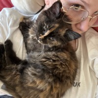 Photo of Reese's Pieces