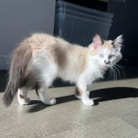 Photo of Pebble 💕