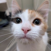 Photo of Sable