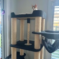 Photo of Banjo