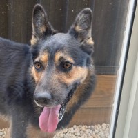 Photo of Buddy