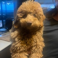 Photo of Jed