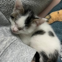 Photo of Nettle