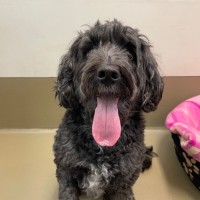Photo of Tilly 