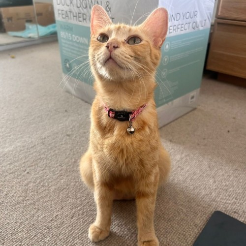 Regina💛 - Domestic Short Hair (DSH) Cat