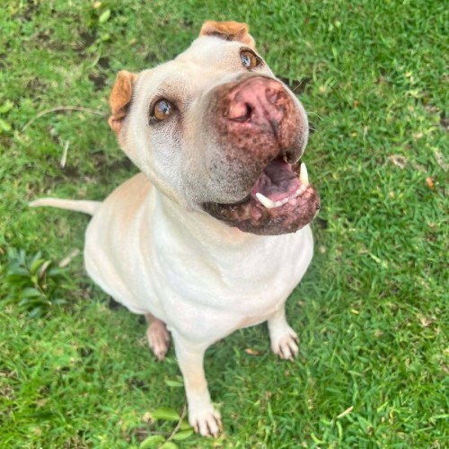 Luna 🌙  - Shar Pei Dog