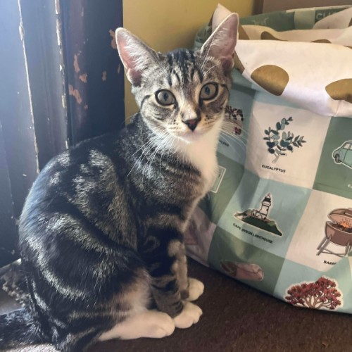 Lyra - Domestic Short Hair (DSH) Cat